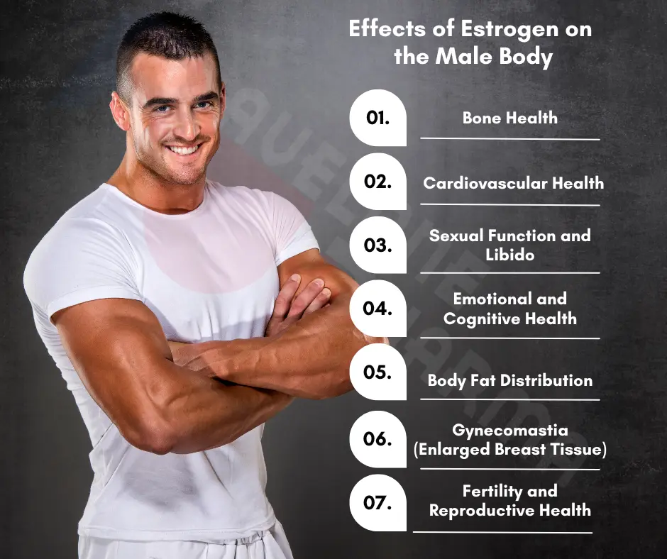 what should a man's estrogen level be
